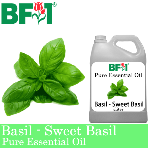 Pure Essential Oil (EO) - Basil - Sweet Basil ( Giant Basil ) Essential Oil - 5L