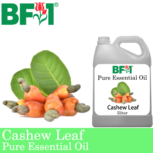 Pure Essential Oil (EO) - Cashew Leaf ( Anacardium Occidentale ) Essential Oil - 5L