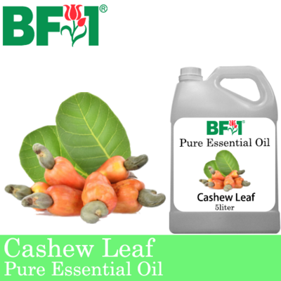 Pure Essential Oil (EO) - Cashew Leaf ( Anacardium Occidentale ) Essential Oil - 5L