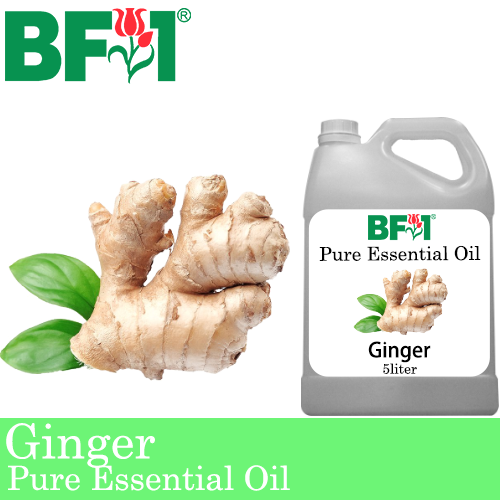Pure Essential Oil (EO) - Ginger Essential Oil - 5L