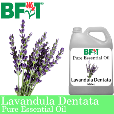 Pure Essential Oil (EO) - Lavandula Dentata Essential Oil - 5L
