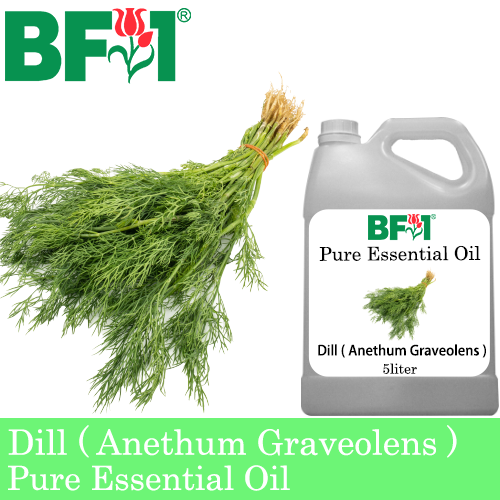 Pure Essential Oil (EO) - Dill ( Anethum Graveolens ) Essential Oil - 5L