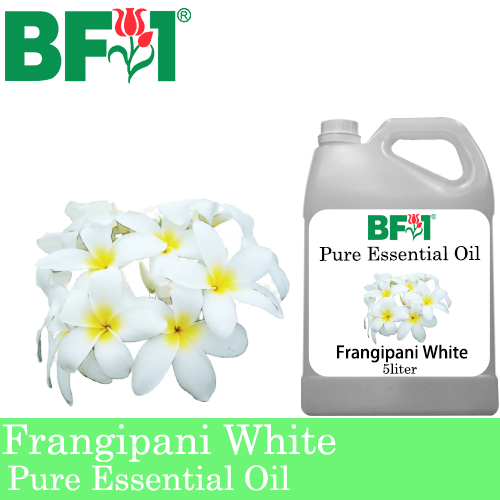 Pure Essential Oil (EO) - Frangipani White Essential Oil - 5L