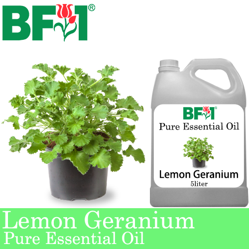Pure Essential Oil (EO) - Geranium - Lemon Geranium Essential Oil - 5L