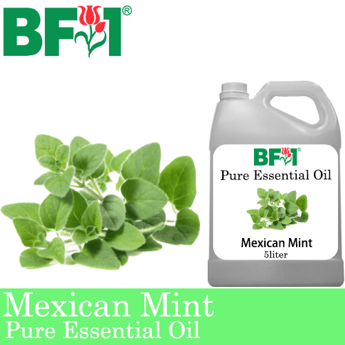 Pure Essential Oil (EO) - Mint - Mexican Mint ( Plectranthus Socotranum ) Essential Oil - 5L