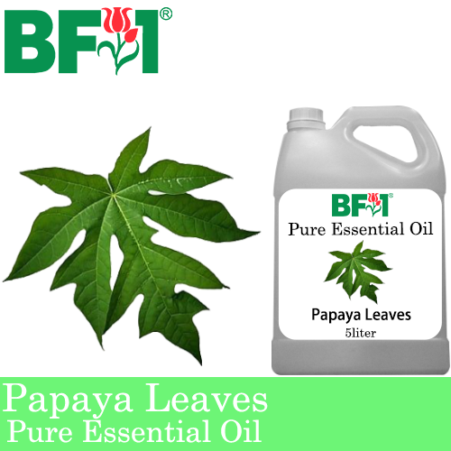 Pure Essential Oil (EO) - Papaya Leaves Essential Oil - 5L