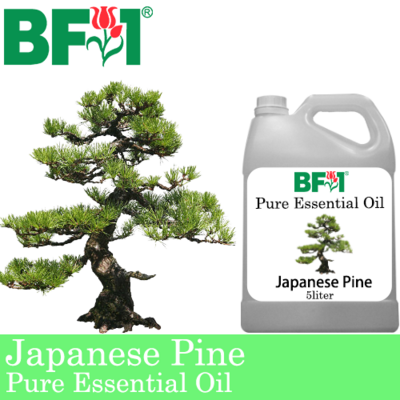 Pure Essential Oil (EO) - Pine - Japanese Pine Essential Oil - 5L