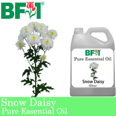 Pure Essential Oil (EO) - Snow Daisy Essential Oil - 5L