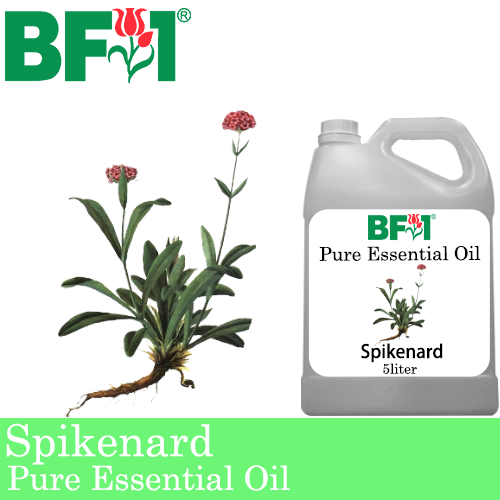Pure Essential Oil (EO) - Spikenard Essential Oil - 5L