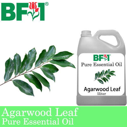 Pure Essential Oil (EO) - Agarwood Leaf Essential Oil - 5L