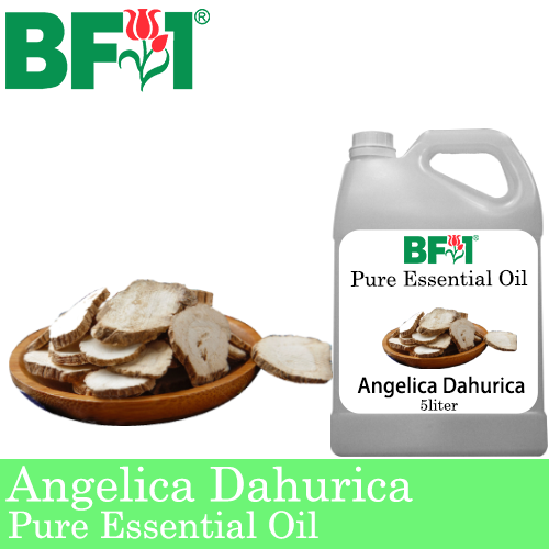 Pure Essential Oil (EO) - Angelica Dahurica Essential Oil - 5L