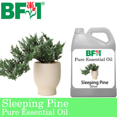 Pure Essential Oil (EO) - Pine - Sleeping Pine Essential Oil - 5L