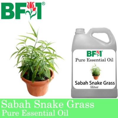 Pure Essential Oil (EO) - Sabah Snake Grass Essential Oil - 5L