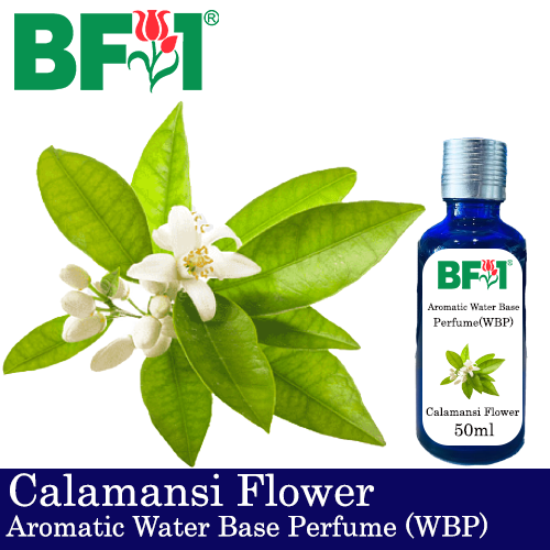 Aromatic Water Base Perfume (WBP) - Calamansi Flower - 50ml Diffuser Perfume