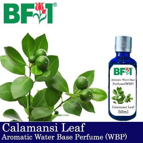 Aromatic Water Base Perfume (WBP) - Calamansi Leaf - 50ml Diffuser Perfume
