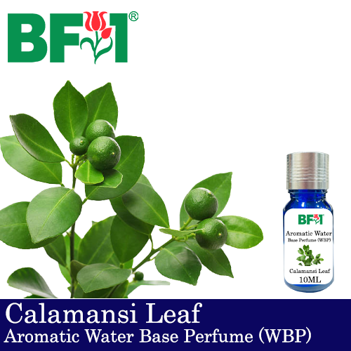 Aromatic Water Base Perfume (WBP) - Calamansi Leaf - 10ml Diffuser Perfume