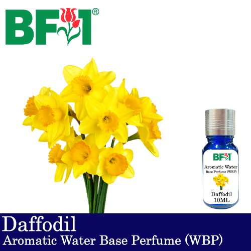 Aromatic Water Base Perfume (WBP) - Daffodil - 10ml Diffuser Perfume