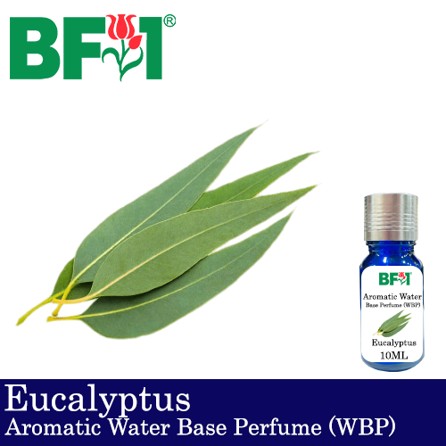 Aromatic Water Base Perfume (WBP) - Eucalyptus - 10ml Diffuser Perfume
