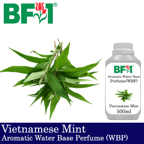 Aromatic Water Base Perfume (WBP) - Vietnamese Mint - 500ml Diffuser Perfume