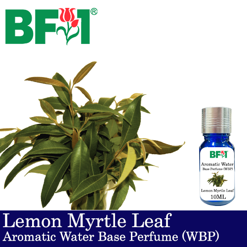 Aromatic Water Base Perfume (WBP) - Lemon Myrtle Leaf - 10ml Diffuser Perfume