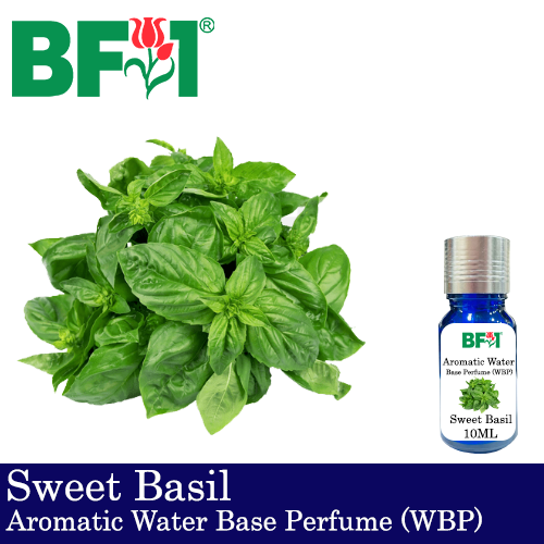 Aromatic Water Base Perfume (WBP) - Sweet Basil - 10ml Diffuser Perfume