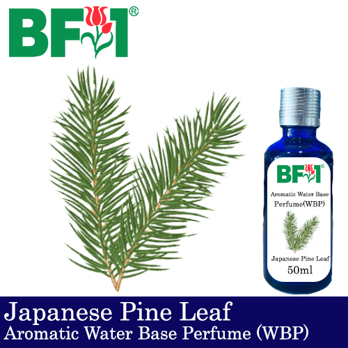 Aromatic Water Base Perfume (WBP) - Japanese Pine Leaf - 50ml Diffuser Perfume