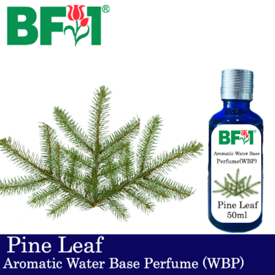 Aromatic Water Base Perfume (WBP) - Pine Leaf - 50ml Diffuser Perfume