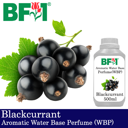 Aromatic Water Base Perfume (WBP) - Blackcurrant - 500ml Diffuser Perfume
