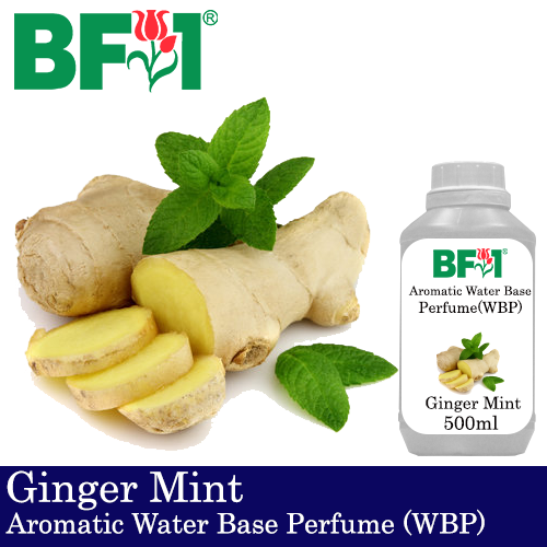Aromatic Water Base Perfume (WBP) - Ginger Mint - 500ml Diffuser Perfume