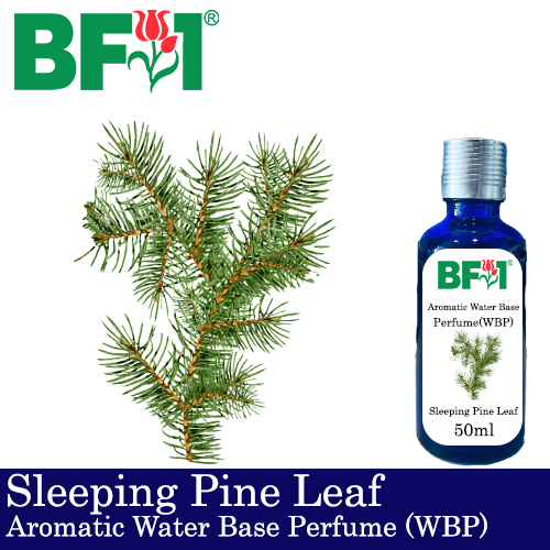 Aromatic Water Base Perfume (WBP) - Sleeping Pine Leaf - 50ml Diffuser Perfume