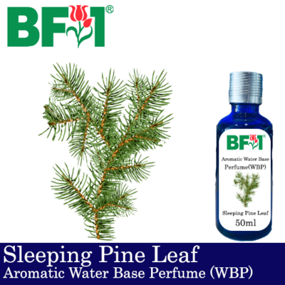 Aromatic Water Base Perfume (WBP) - Sleeping Pine Leaf - 50ml Diffuser Perfume
