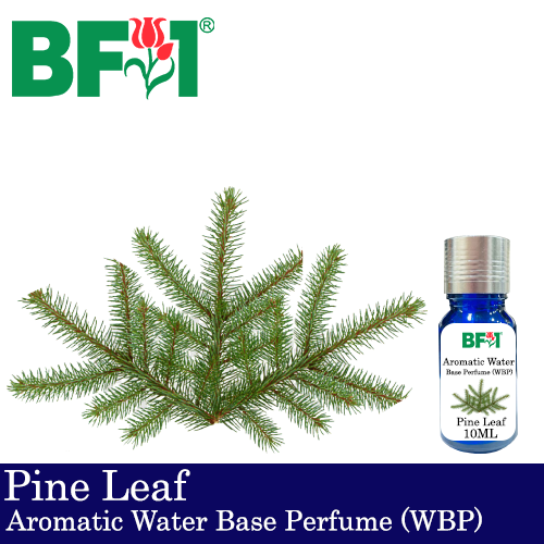 Aromatic Water Base Perfume (WBP) - Pine Leaf - 10ml Diffuser Perfume
