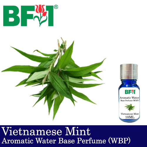 Aromatic Water Base Perfume (WBP) - Vietnamese Mint - 10ml Diffuser Perfume