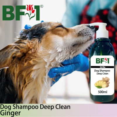 Dog Shampoo Deep Clean (DSDC-Dog) - Ginger - 500ml ⭐⭐⭐⭐⭐