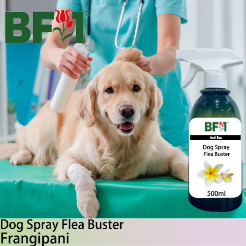 Dog Spray Flea Buster (DSY-Dog) - Frangipani - 500ml ⭐⭐⭐⭐⭐
