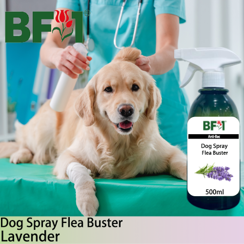 Dog Spray Flea Buster (DSY-Dog) - Lavender - 500ml ⭐⭐⭐⭐⭐