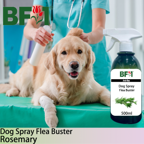 Dog Spray Flea Buster (DSY-Dog) - Rosemary - 500ml ⭐⭐⭐⭐⭐