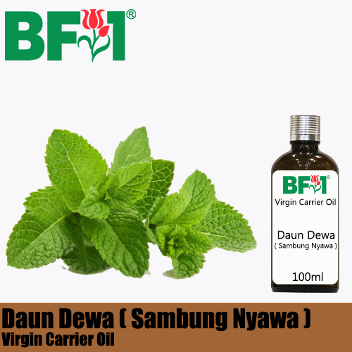 VCO - Daun Dewa ( Sambung Nyawa ) Virgin Carrier Oil - 100ml