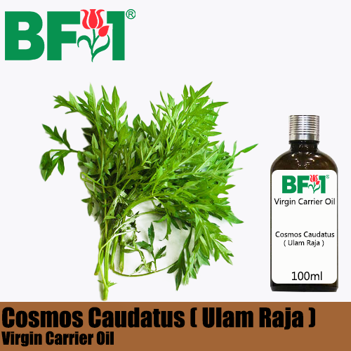 VCO - Cosmos Caudatus ( Ulam Raja ) Virgin Carrier Oil - 100ml