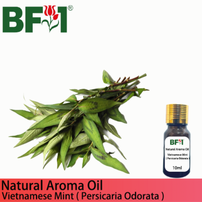 Natural Aroma Oil (AO) - Mint - Vietnamese Mint ( Persicaria Odorata ) Aroma Oil  - 10ml