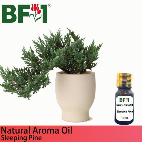 Natural Aroma Oil (AO) - Pine - Sleeping Pine Aroma Oil  - 10ml