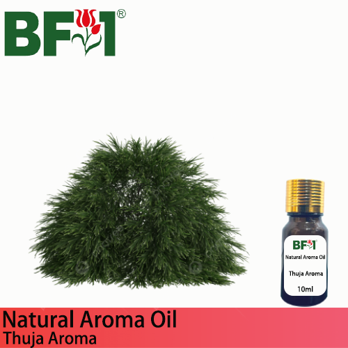 Natural Aroma Oil (AO) - Thuja Aroma Oil  - 10ml