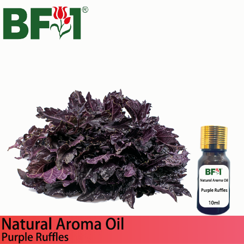 Natural Aroma Oil (AO) - Basil - Purple Ruffles Basil Aroma Oil - 10ml