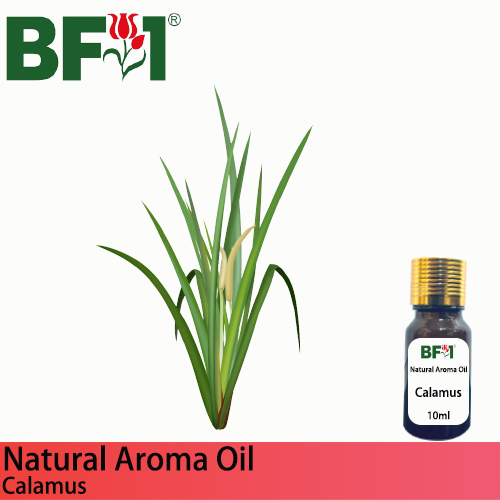 Natural Aroma Oil (AO) - Calamus Aroma Oil - 10ml