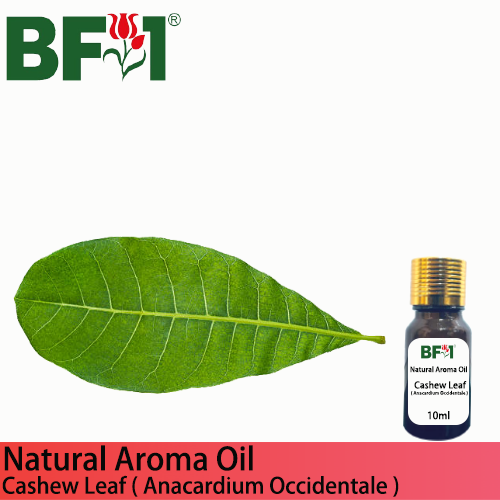 Natural Aroma Oil (AO) - Cashew Leaf ( Anacardium Occidentale ) Aroma Oil - 10ml