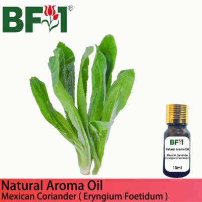 Natural Aroma Oil (AO) - Mexican Coriander ( Eryngium Foetidum ) Aroma Oil - 10ml