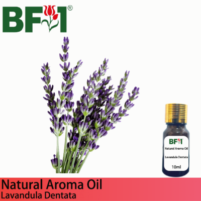 Natural Aroma Oil (AO) - Lavandula Dentata Aroma Oil - 10ml