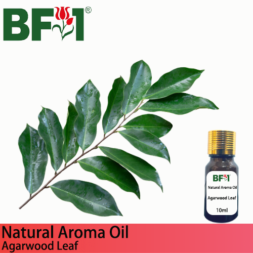 Natural Aroma Oil (AO) - Agarwood Leaf Aroma Oil - 10ml