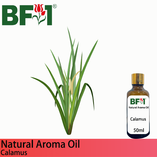 Natural Aroma Oil (AO) - Calamus Aroma Oil - 50ml