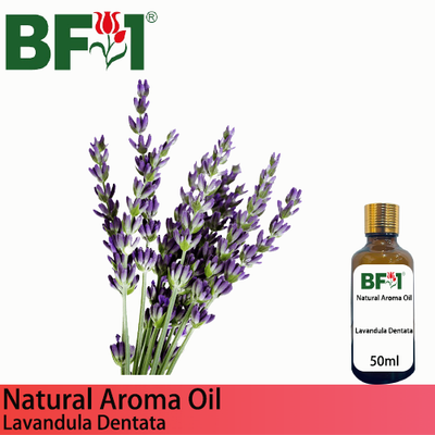 Natural Aroma Oil (AO) - Lavandula Dentata Aroma Oil  - 50ml